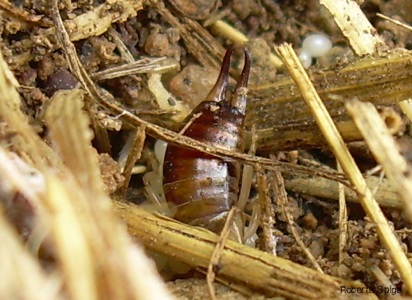 Forficula auricularia con le proprie uova!!??